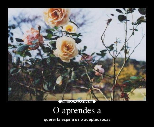 O aprendes a - querer la espina o no aceptes rosas
