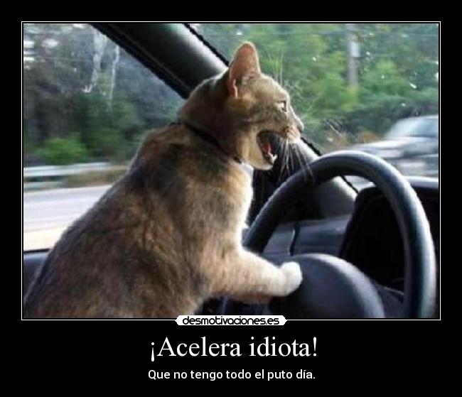 ¡Acelera idiota! -