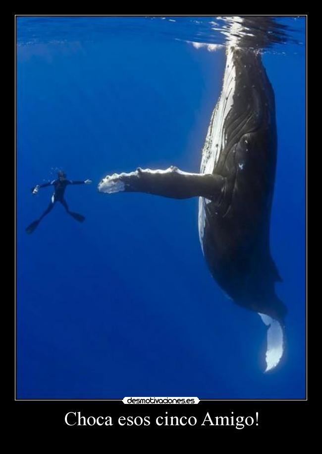 Choca esos cinco Amigo! - 