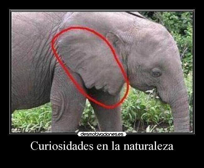 Curiosidades en la naturaleza -