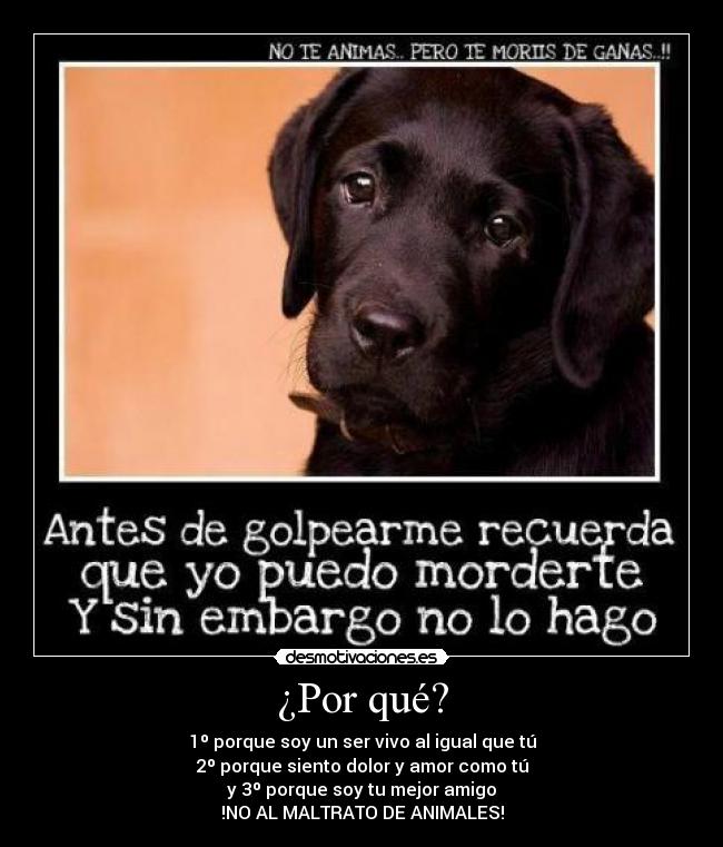 ¿Por qué? - 1º porque soy un ser vivo al igual que tú
2º porque siento dolor y amor como tú
y 3º porque soy tu mejor amigo
!NO AL MALTRATO DE ANIMALES!