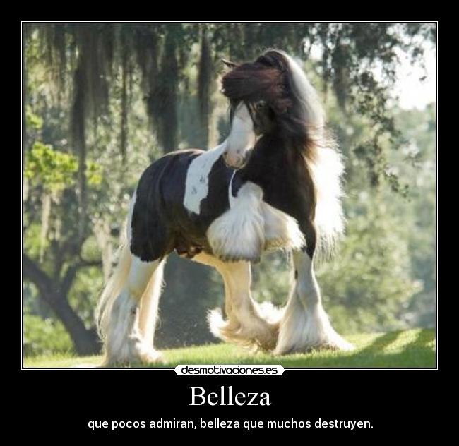 Belleza - 