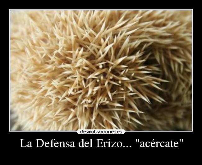La Defensa del Erizo... acércate - 
