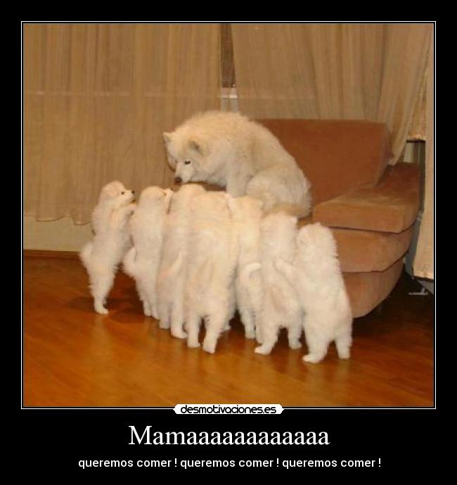 Mamaaaaaaaaaaaa - queremos comer ! queremos comer ! queremos comer !
