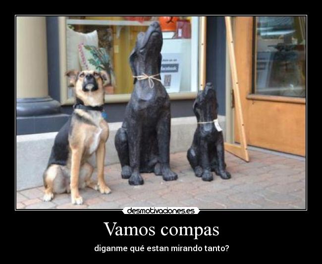 Vamos compas - diganme qué estan mirando tanto?