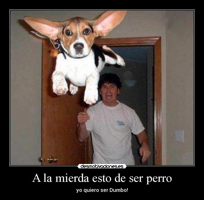 A la mierda esto de ser perro - yo quiero ser Dumbo!