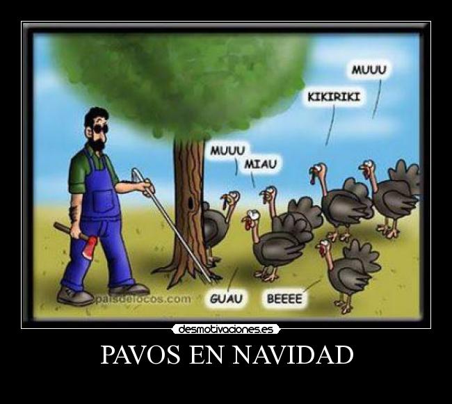 PAVOS EN NAVIDAD - 