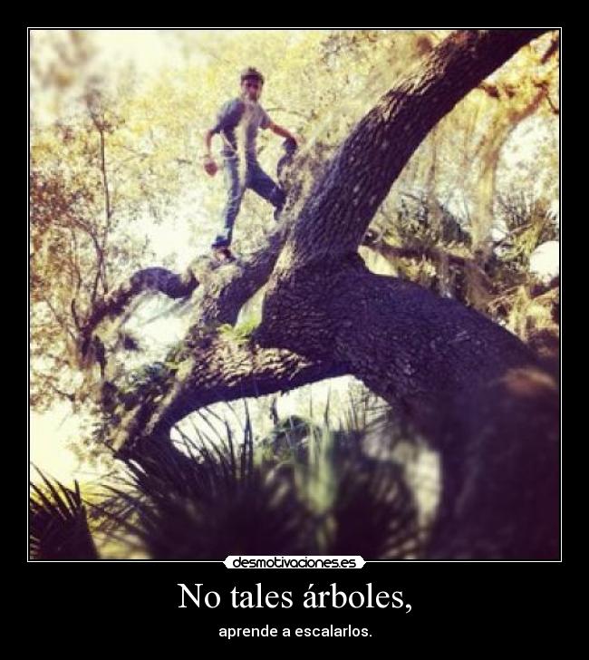 No tales árboles, -