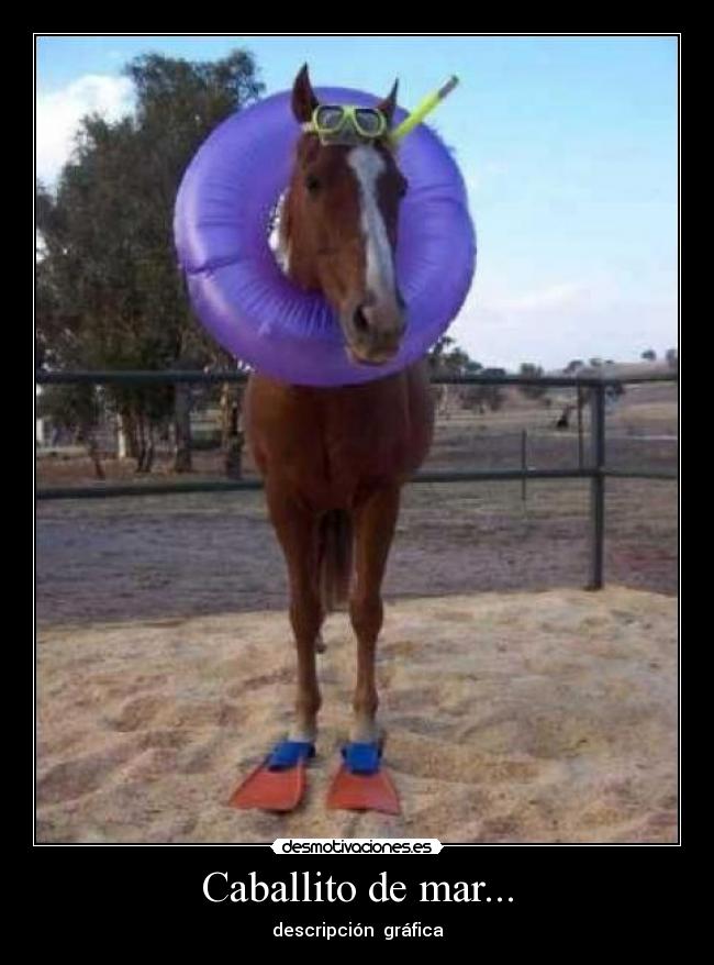 Caballito de mar... - descripción gráfica