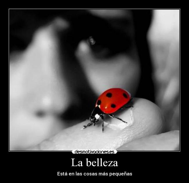 La belleza - Está en las cosas más pequeñas