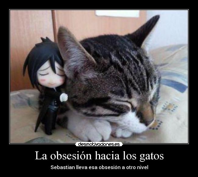 La obsesión hacia los gatos - 
