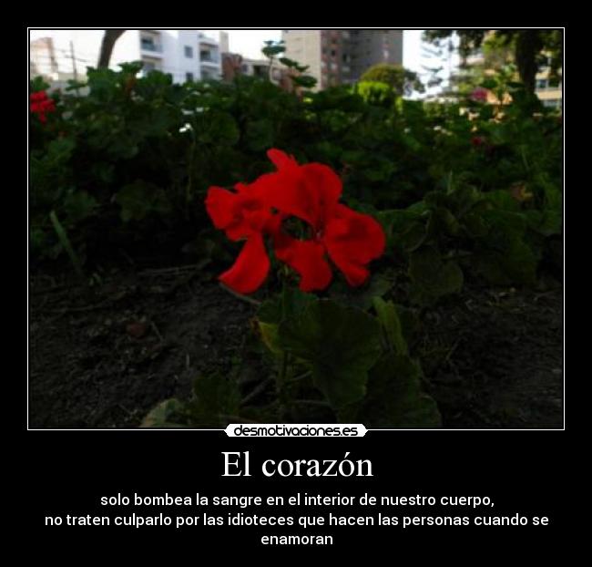 El corazón - solo bombea la sangre en el interior de nuestro cuerpo,
no traten culparlo por las idioteces que hacen las personas cuando se enamoran