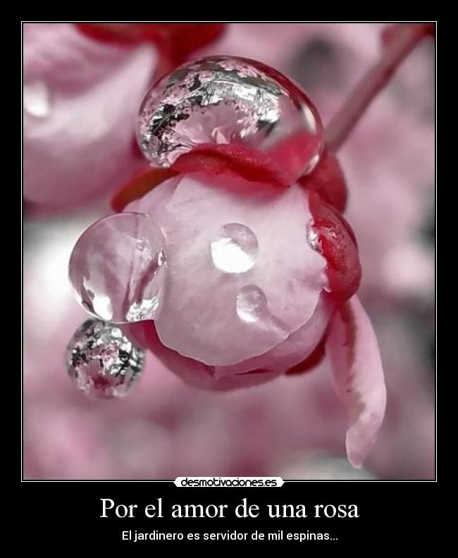 Por el amor de una rosa - El jardinero es servidor de mil espinas...