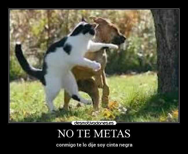 NO TE METAS - 