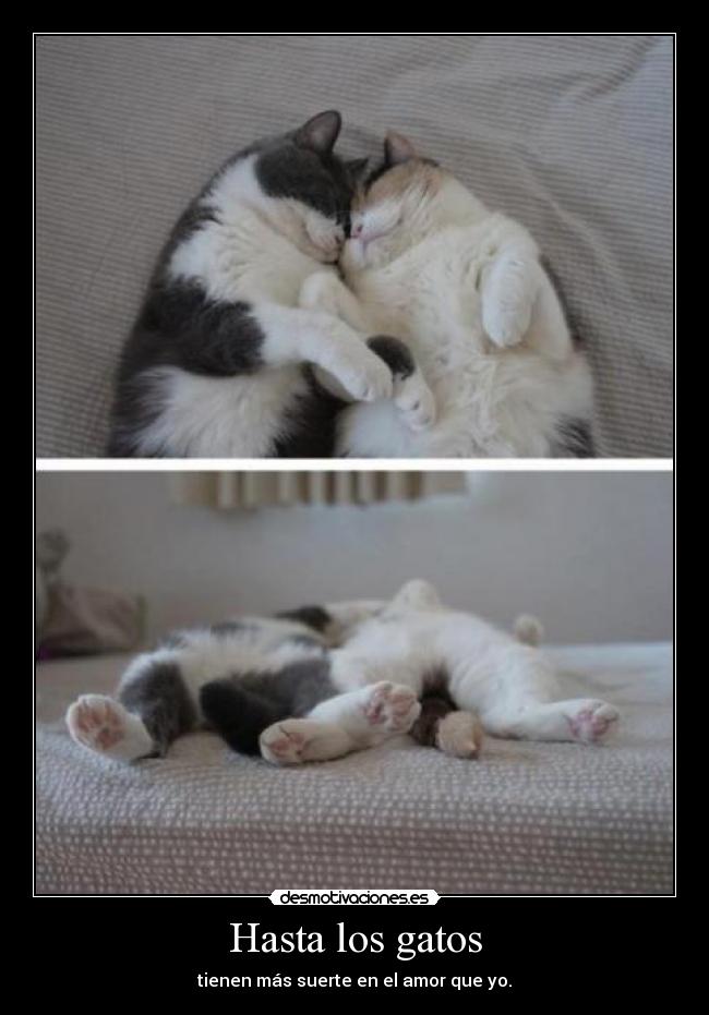 Hasta los gatos - tienen más suerte en el amor que yo.