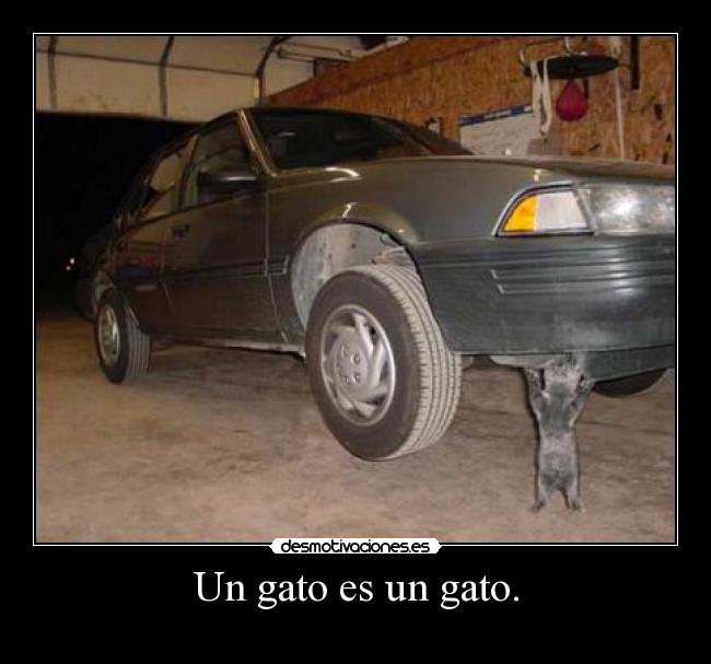 Un gato es un gato. -