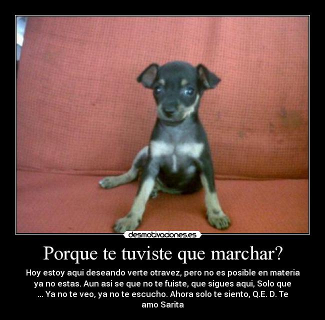 carteles perrita desmotivaciones