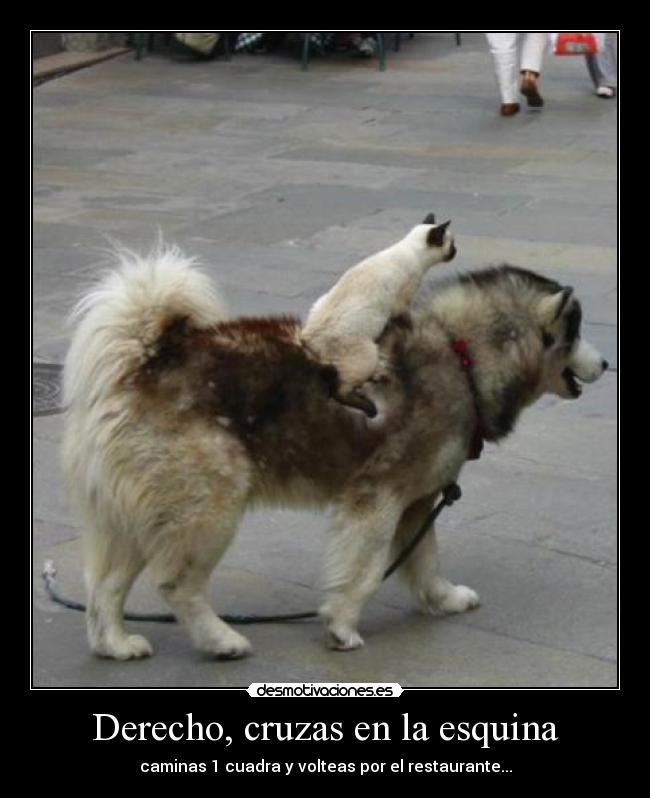 carteles los dos animales mas lindos desmotivaciones