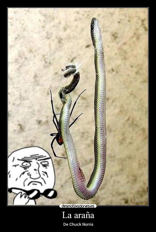 La araña -