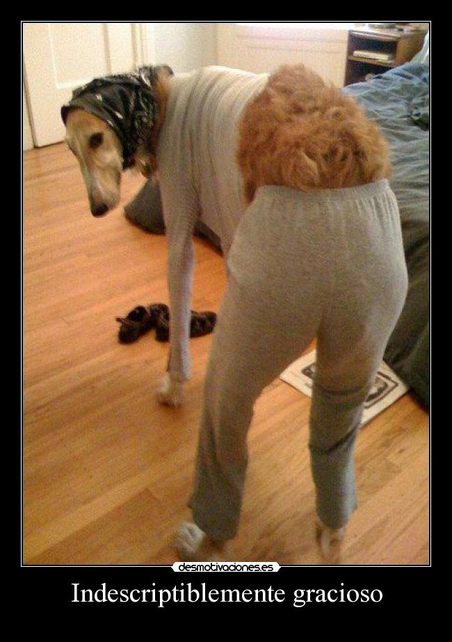 Indescriptiblemente gracioso -