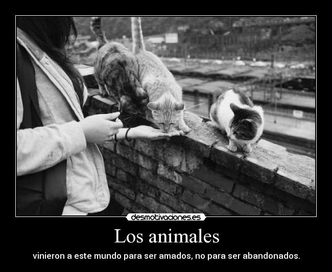 Los animales - vinieron a este mundo para ser amados, no para ser abandonados.