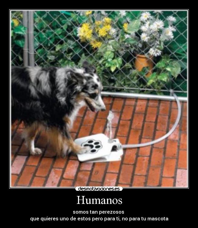 Humanos - somos tan perezosos
que quieres uno de estos pero para ti, no para tu mascota
