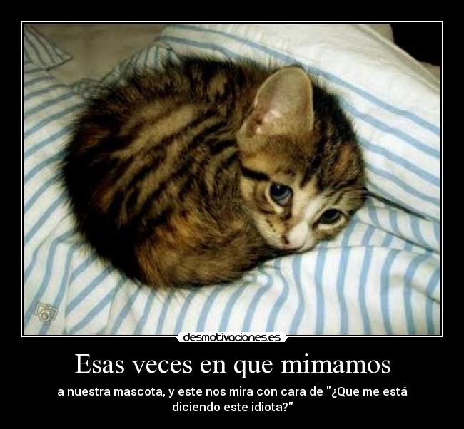 Esas veces en que mimamos - a nuestra mascota, y este nos mira con cara de ¿Que me está diciendo este idiota?