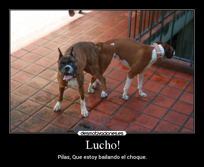 Lucho! -