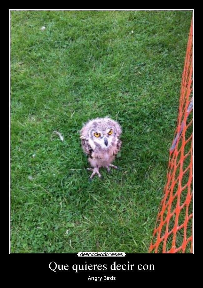 Que quieres decir con - Angry Birds
