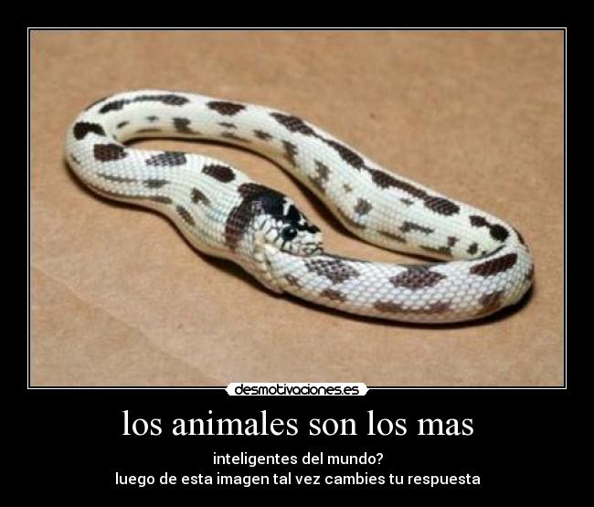 los animales son los mas - 