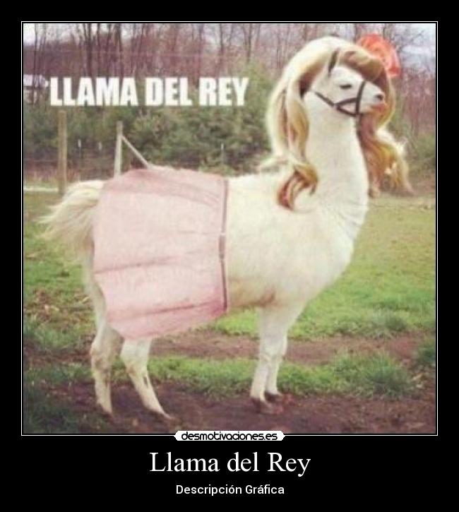 Llama del Rey - Descripción Gráfica
