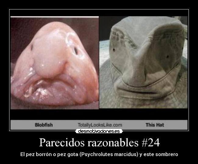 Parecidos razonables #24 -