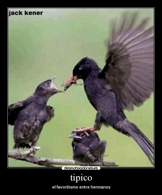 tipico - el favoritismo entre hermanos