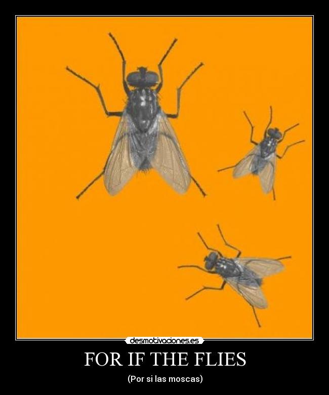 FOR IF THE FLIES - 