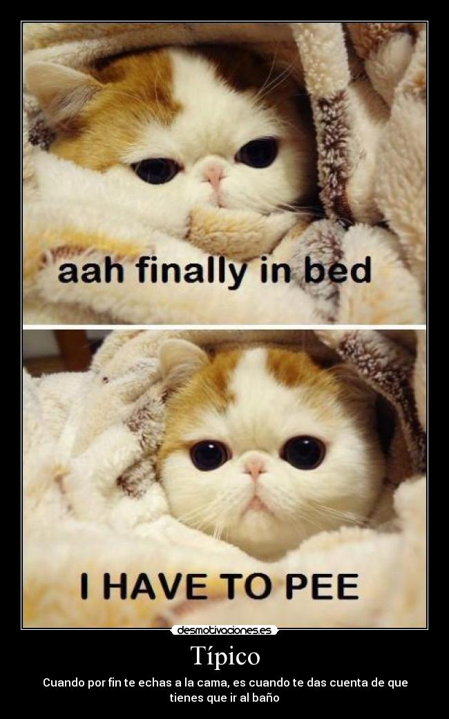 carteles ese gatito esta meando por favor que alguien haga algo pizza peli kelly desmotivaciones