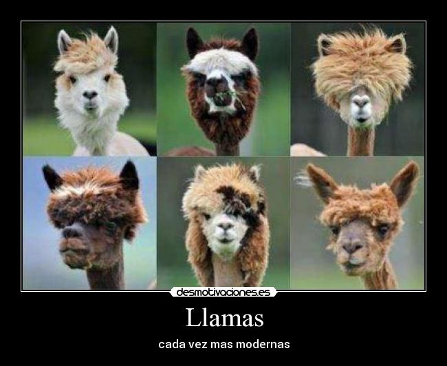 Llamas -