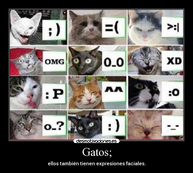 Gatos; -