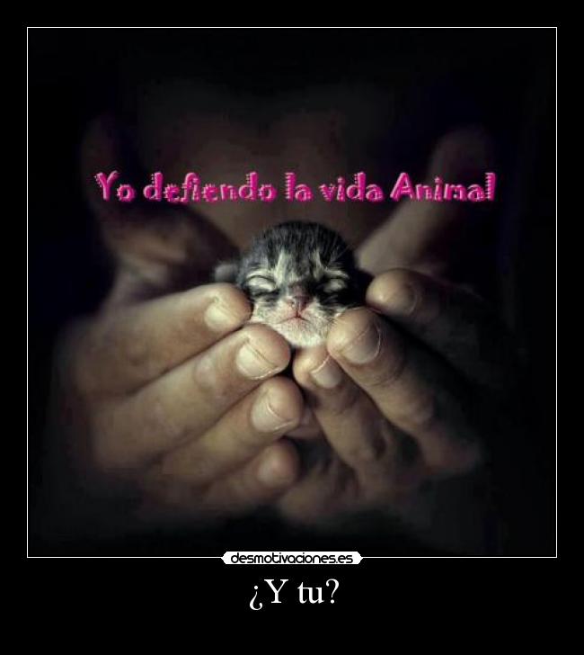 ¿Y tu? -