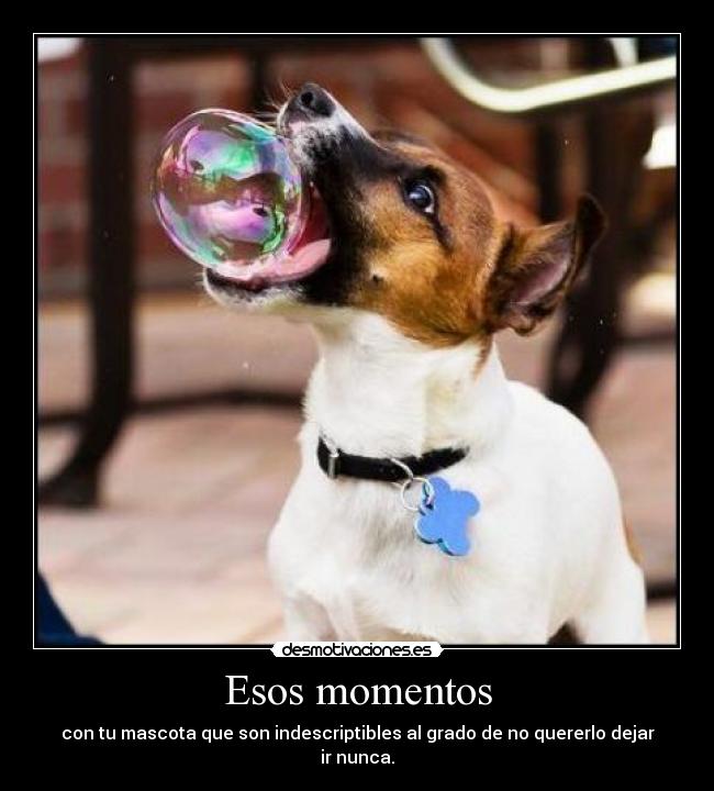 Esos momentos - con tu mascota que son indescriptibles al grado de no quererlo dejar ir nunca.