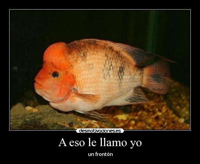 carteles pez fronton desmotivaciones