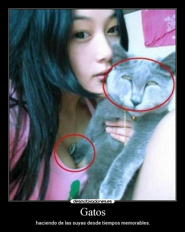 Gatos - haciendo de las suyas desde tiempos memorables.