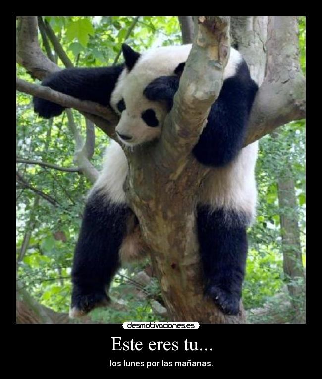 Este eres tu... - los lunes por las mañanas.