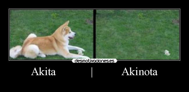 Akita            |          Akinota - 