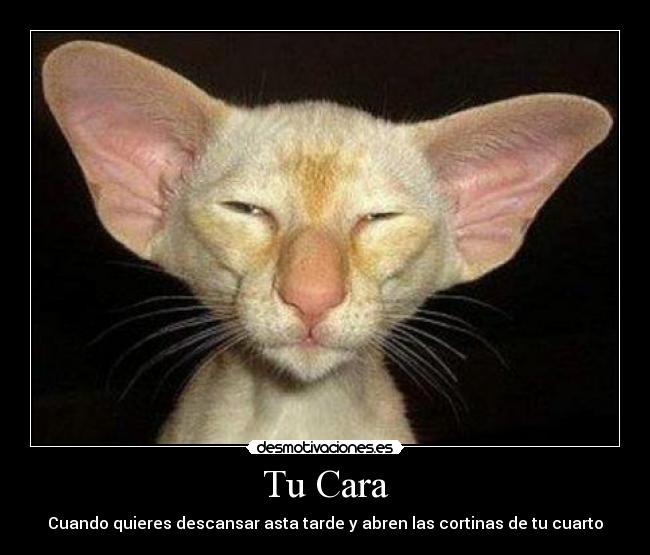 Tu Cara - Cuando quieres descansar asta tarde y abren las cortinas de tu cuarto