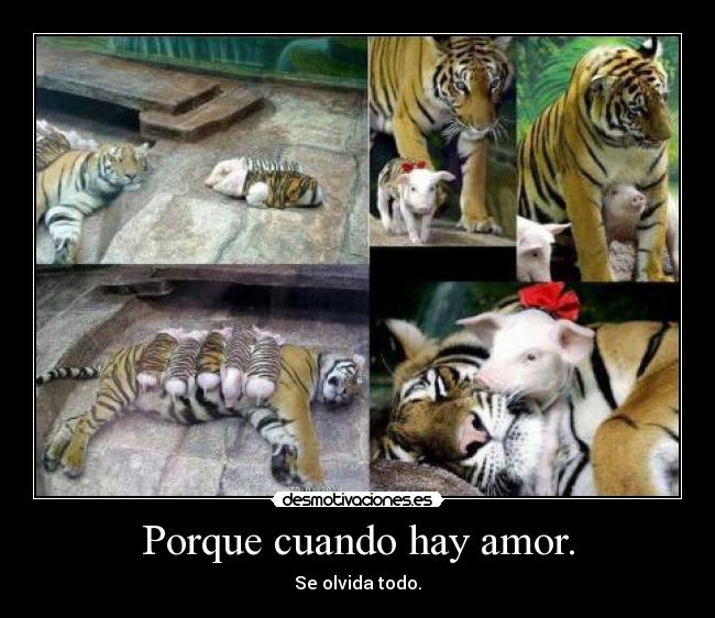Porque cuando hay amor. - Se olvida todo.