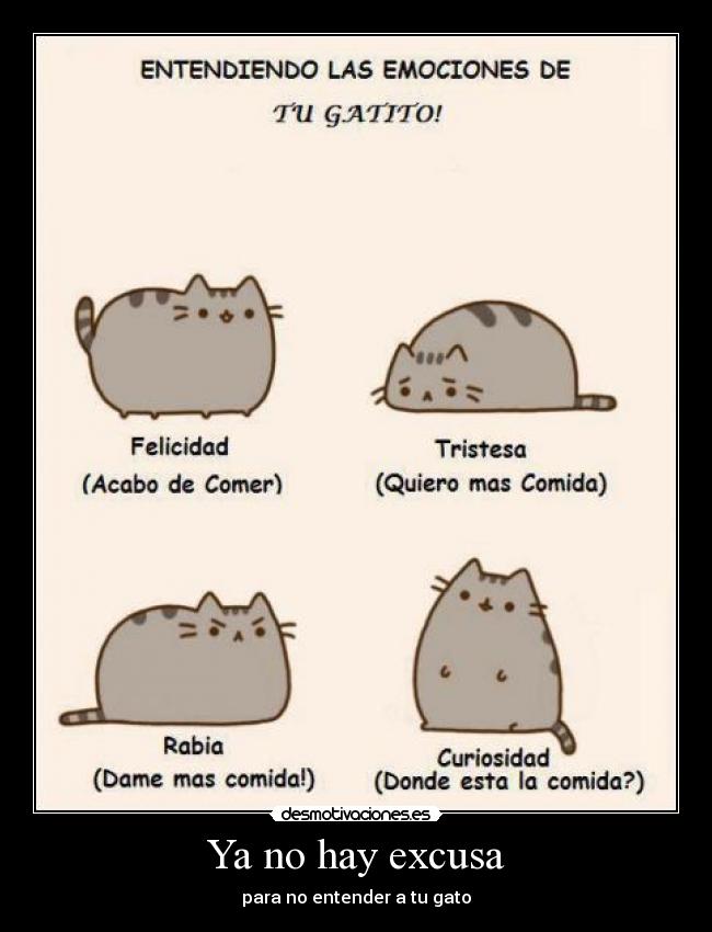 Ya no hay excusa - para no entender a tu gato