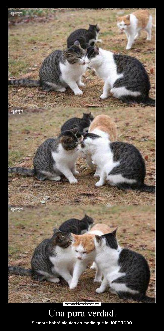 Una pura verdad. - Siempre habrá alguien en medio que lo JODE TODO.
