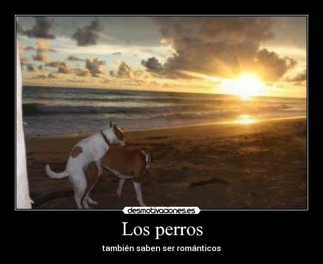 Los perros - también saben ser románticos