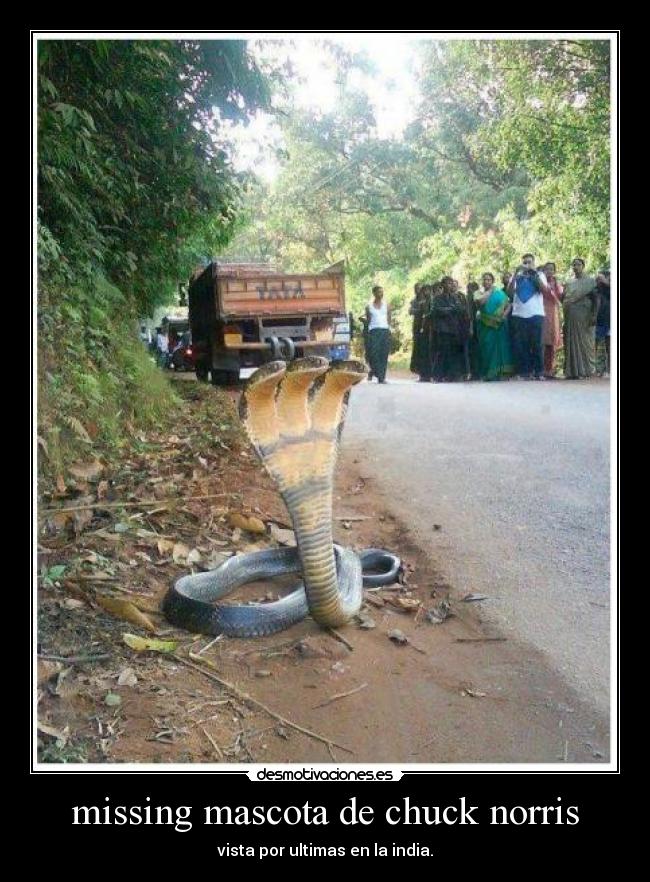 missing mascota de chuck norris - vista por ultimas en la india.