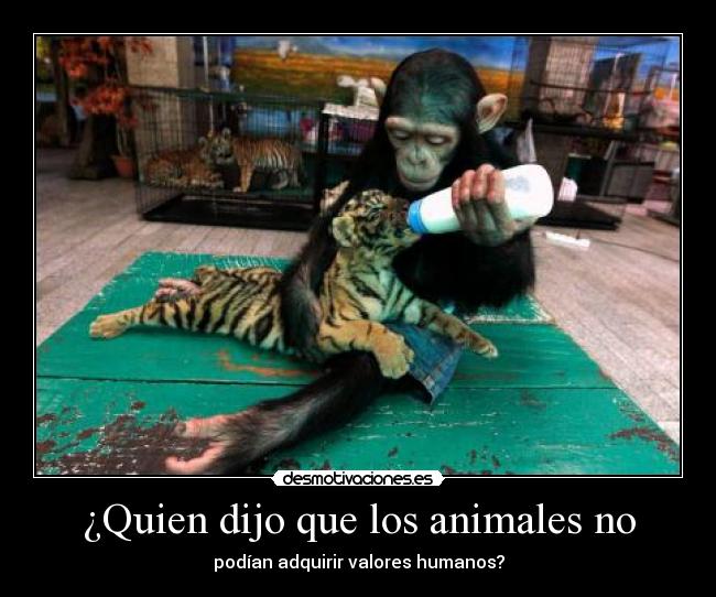 ¿Quien dijo que los animales no - 